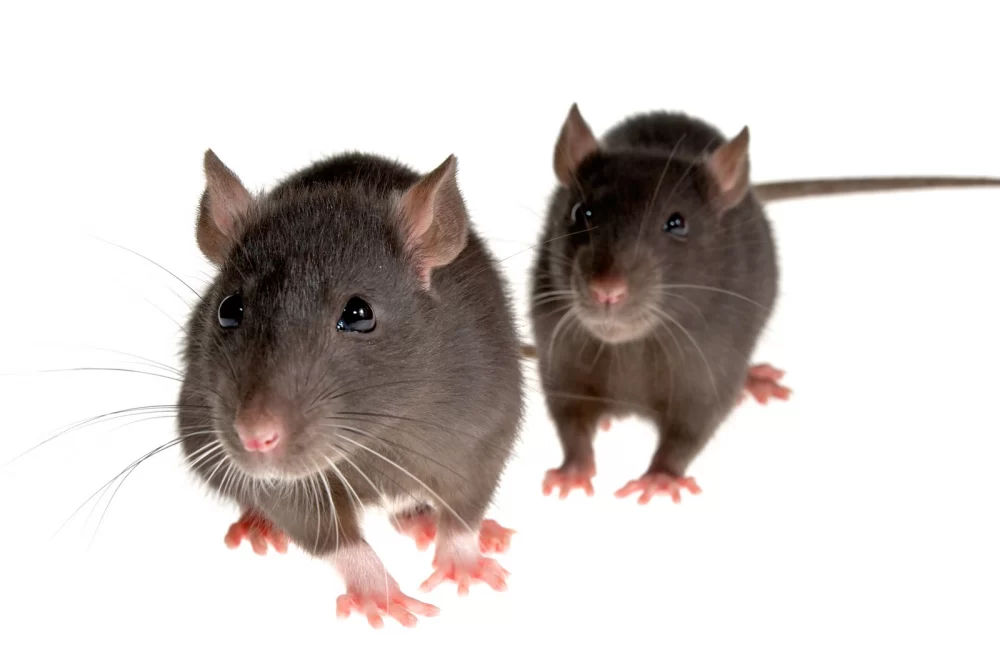 animals grey mouse rats mice 1600x1067 desktop 1600x1067 hd wallpaper 168475