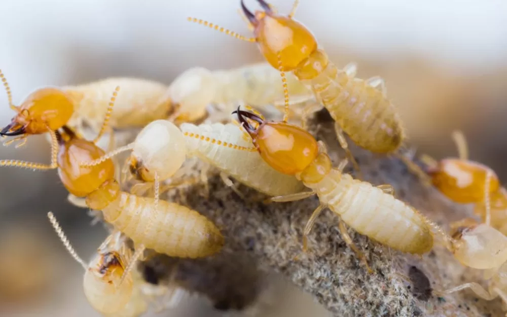 picton-pest-control-termite-pic